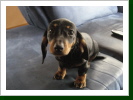 Welpe Bea 8 Wochen alt
