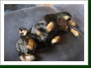 Welpe Bea 8 Wochen alt